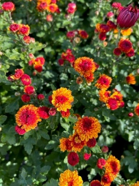 CHRYSANTHEMUM Kelvin Tattoo